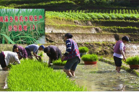 周溪水稻示范基地用上国产麻豆精品精东影业AV网站【图片案例】