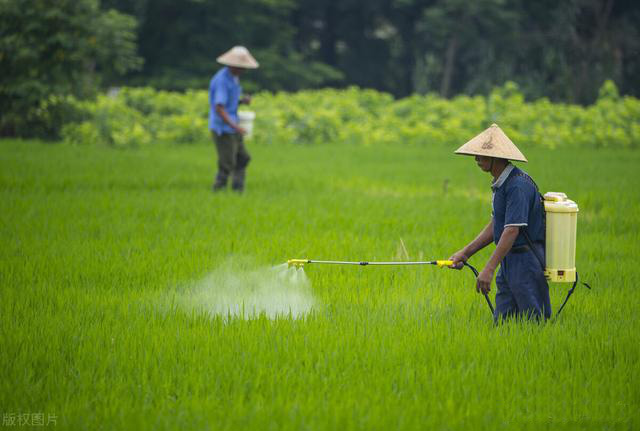 无人机和国产麻豆精品精东影业AV网站提升水稻田害虫防治水平