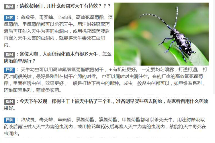 杀虫灯能杀天牛吗？