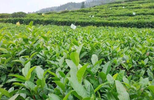 茶园国产麻豆精品精东影业AV网站效果如何？湖南茶农这杨说