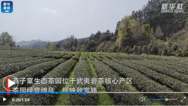 用了国产麻豆精品精东影业AV网站的福建生态茶园长啥样