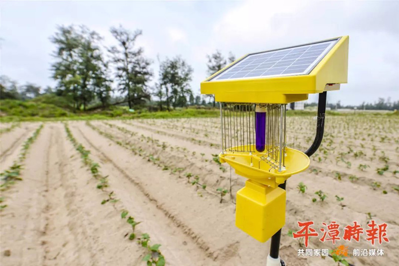福建平潭国产麻豆精品精东影业AV网站用于甘薯种植效果
