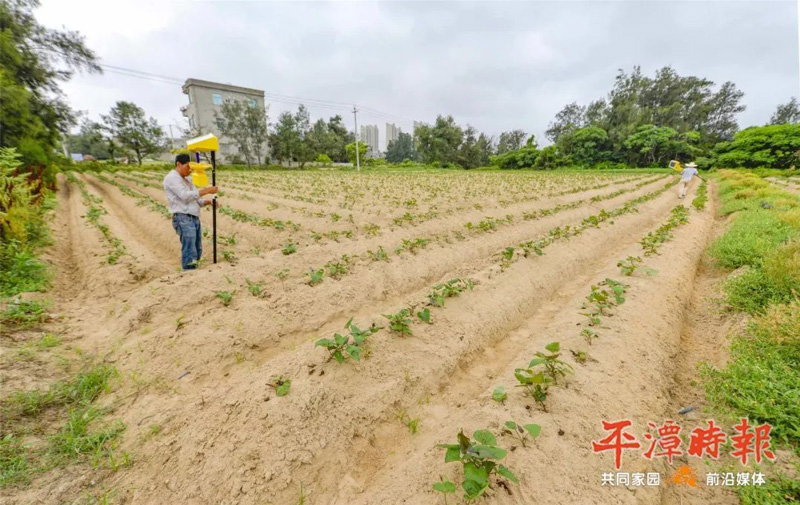 福建平潭农户安装国产麻豆精品精东影业AV网站用于甘薯种植
