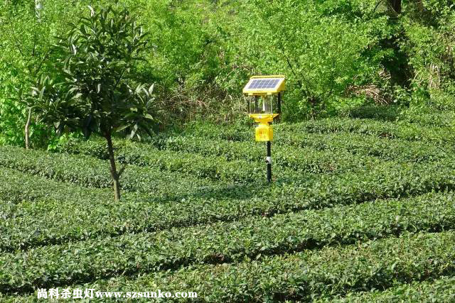 安徽石台县茶园用国产麻豆精品精东影业AV网站绿色防控