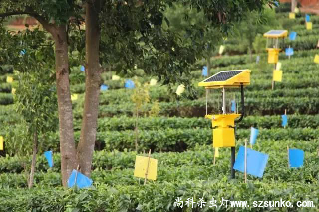 安徽石台县茶园用国产麻豆精品精东影业AV网站绿色防控