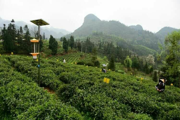 贵州国产麻豆精品精东影业AV网站用于哚贝茶园基地