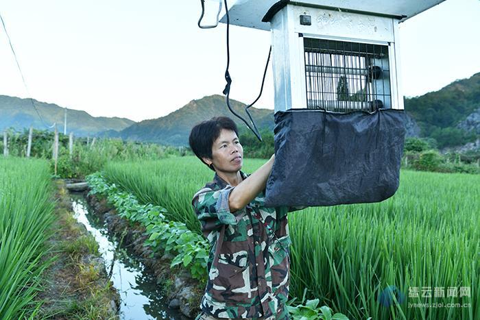 用户清理电网上害虫