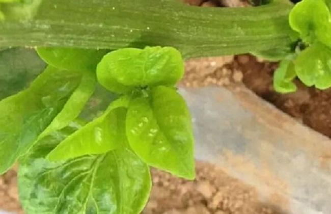 频振式国产麻豆精品精东影业AV网站可杀茶黄螨成虫